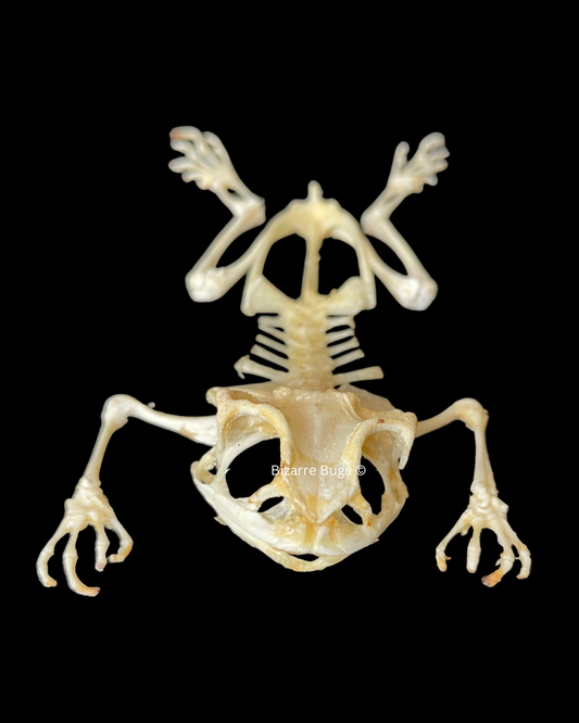 Asian Common Toad Duttaphrynus melanostictus Spread Skeleton Real Preserved Taxidermy