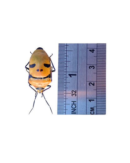 Man Face Jewel Stinkbug Stink Bug Eucorysses grandis Real Insect Taxidermy