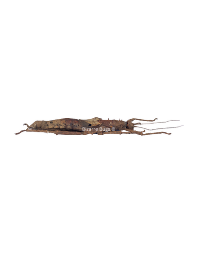 Prickly Walking Stick Insect Haaniella echinata Female Real Taxidermy
