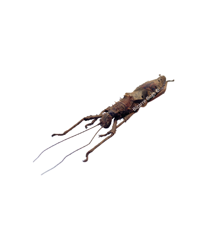 Prickly Walking Stick Insect Haaniella echinata Female Real Taxidermy
