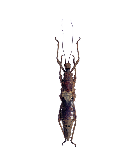 Prickly Walking Stick Insect Haaniella echinata Female Real Taxidermy