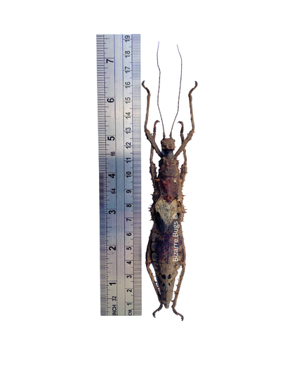 Prickly Walking Stick Insect Haaniella echinata Female Real Taxidermy