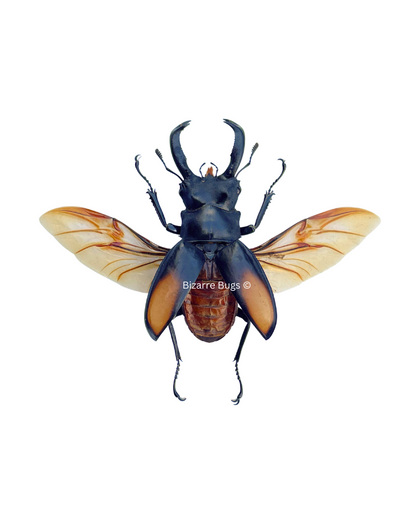 Fighting Giant Stag Beetle Hexarthrius parryi Male Real Insect Taxidermy