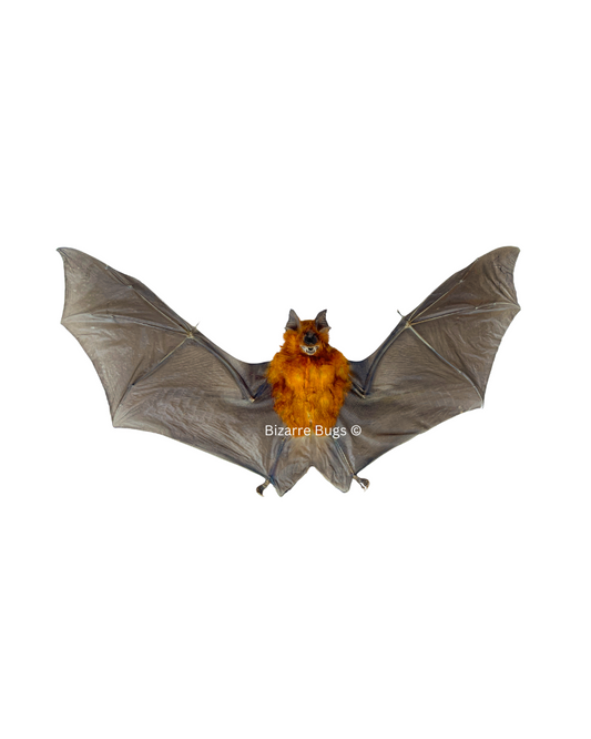 Bicolored Leaf-Nosed or Roundleaf Bat Hipposideros bicolor Spread Real Preserved Taxidermy Specimen