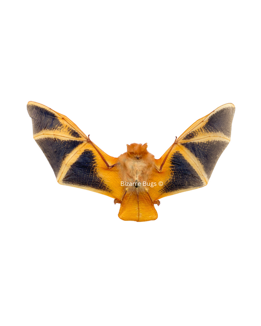 Painted Bat Kerivoula picta Spread Real Preserved Taxidermy