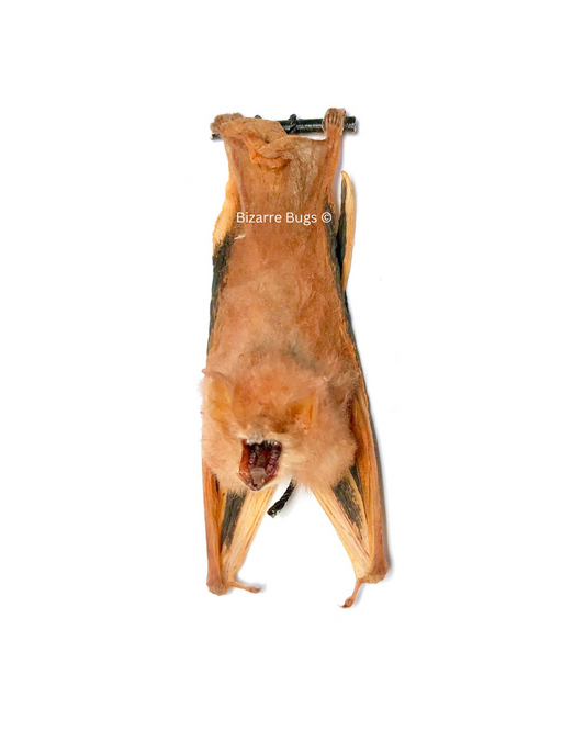 Painted Bat Kerivoula picta Hanging Back Real Preserved Taxidermy Specimen