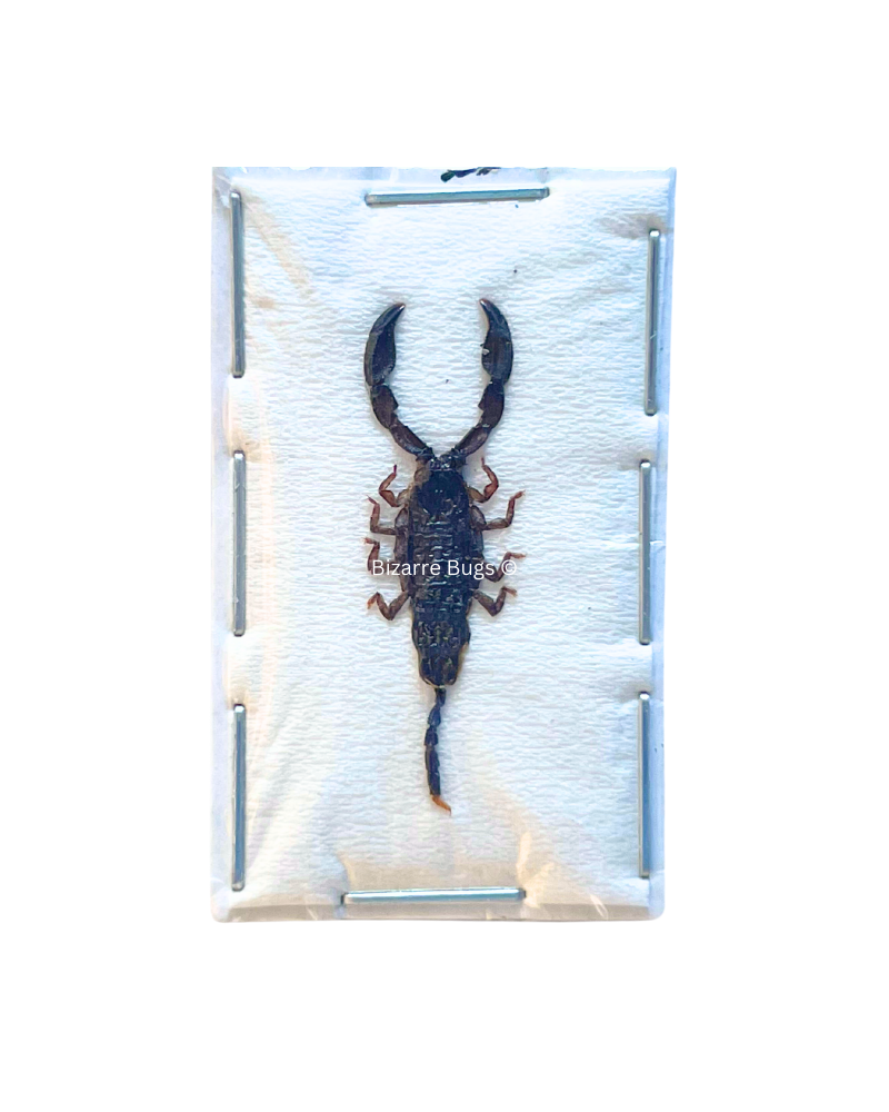 Dwarf Wood Scorpion Liocheles australasiae Real Preserved Taxidermy Specimen