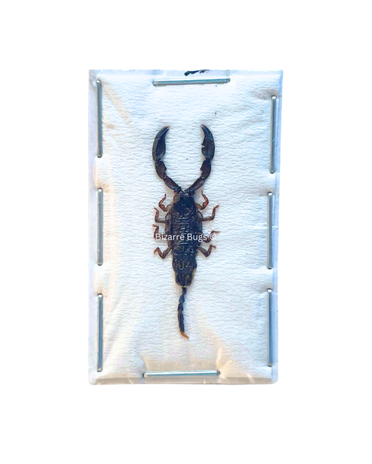 Dwarf Wood Scorpion Liocheles australasiae Real Preserved Taxidermy Specimen