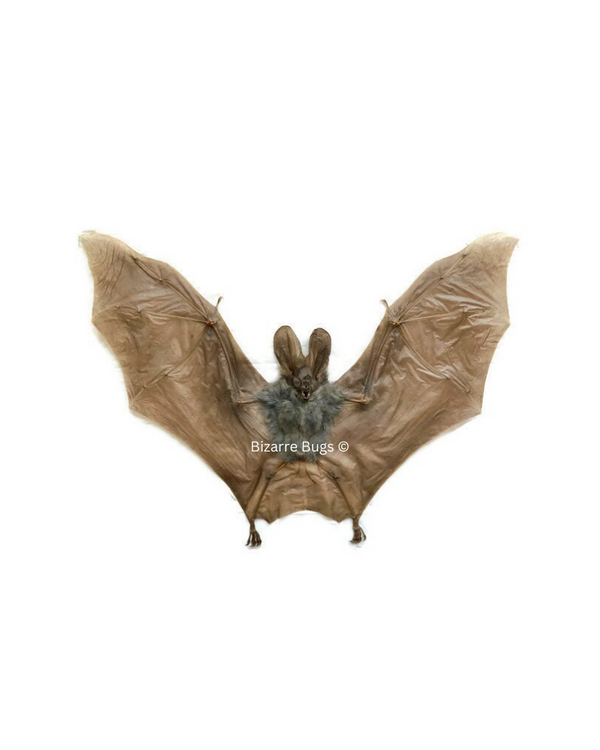 Lesser False Vampire Bat or Asian Ghost Bat Megaderma spasma Spread Re ...