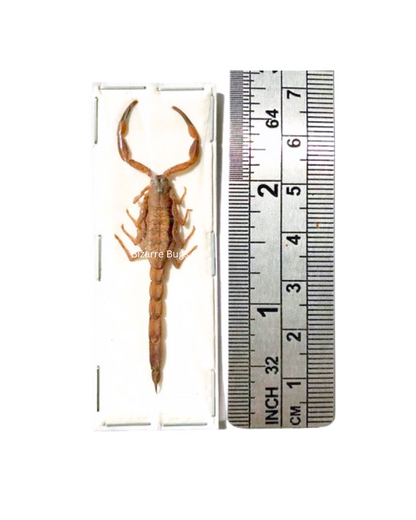 Chinese Armor-tail Scorpion Mesobuthus martensii Real Preserved Taxidermy Specimen