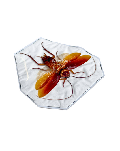 Cockroach Roach Flying Real Insect Taxidermy Funny Prank Gag Gift for Adults
