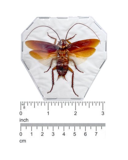 Cockroach Roach Flying Real Insect Taxidermy Funny Prank Gag Gift for Adults