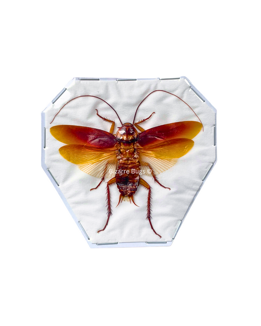 Cockroach Roach Flying Real Insect Taxidermy Funny Prank Gag Gift for Adults