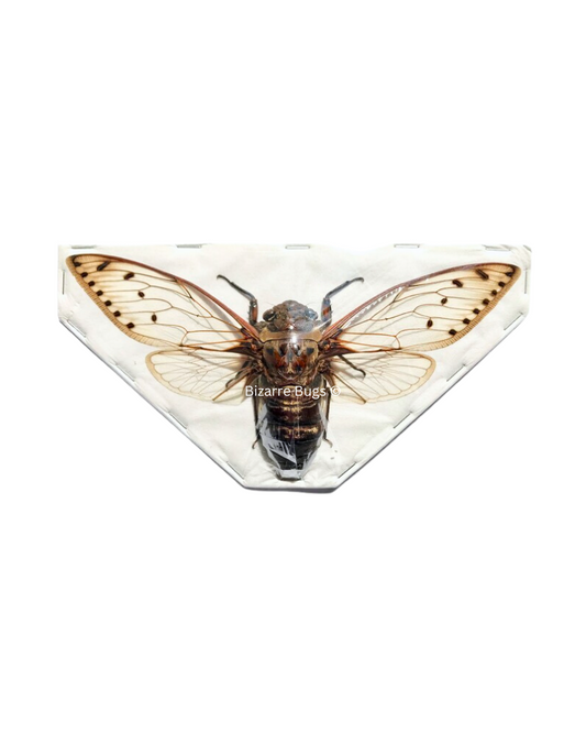 Giant Cicada Pomponia merula Spread Real Insect Taxidermy