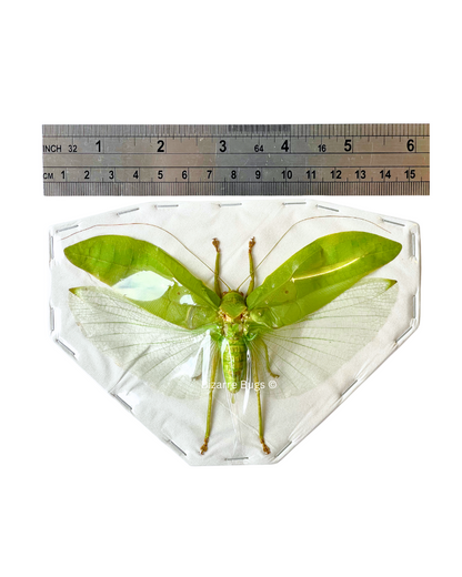 Leaf Mimic Bush Cricket Pseudophyllus neriifolius Spread Male Real Insect Taxidermy