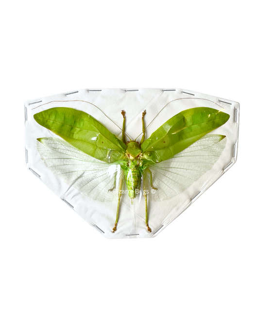 Leaf Mimic Bush Cricket Pseudophyllus neriifolius Spread Male Real Insect Taxidermy