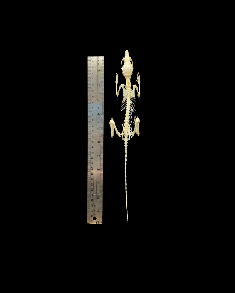 Ricefield Rat Rattus argentiventer Skeleton Real Preserved Taxidermy