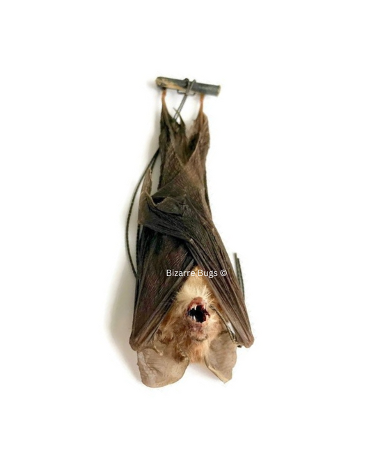 Blyth's Horseshoe Bat Rhinolophus lepidus Hanging Real Preserved Taxidermy