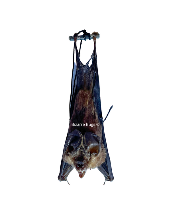 Blyth's Horseshoe Bat Rhinolophus lepidus Hanging Back Real Preserved ...