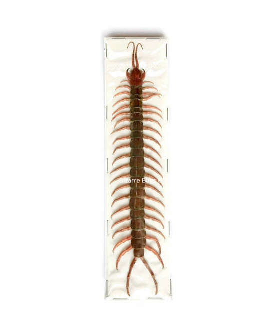 Red-Headed Centipede Scolopendra morsitans Real Preserved Taxidermy