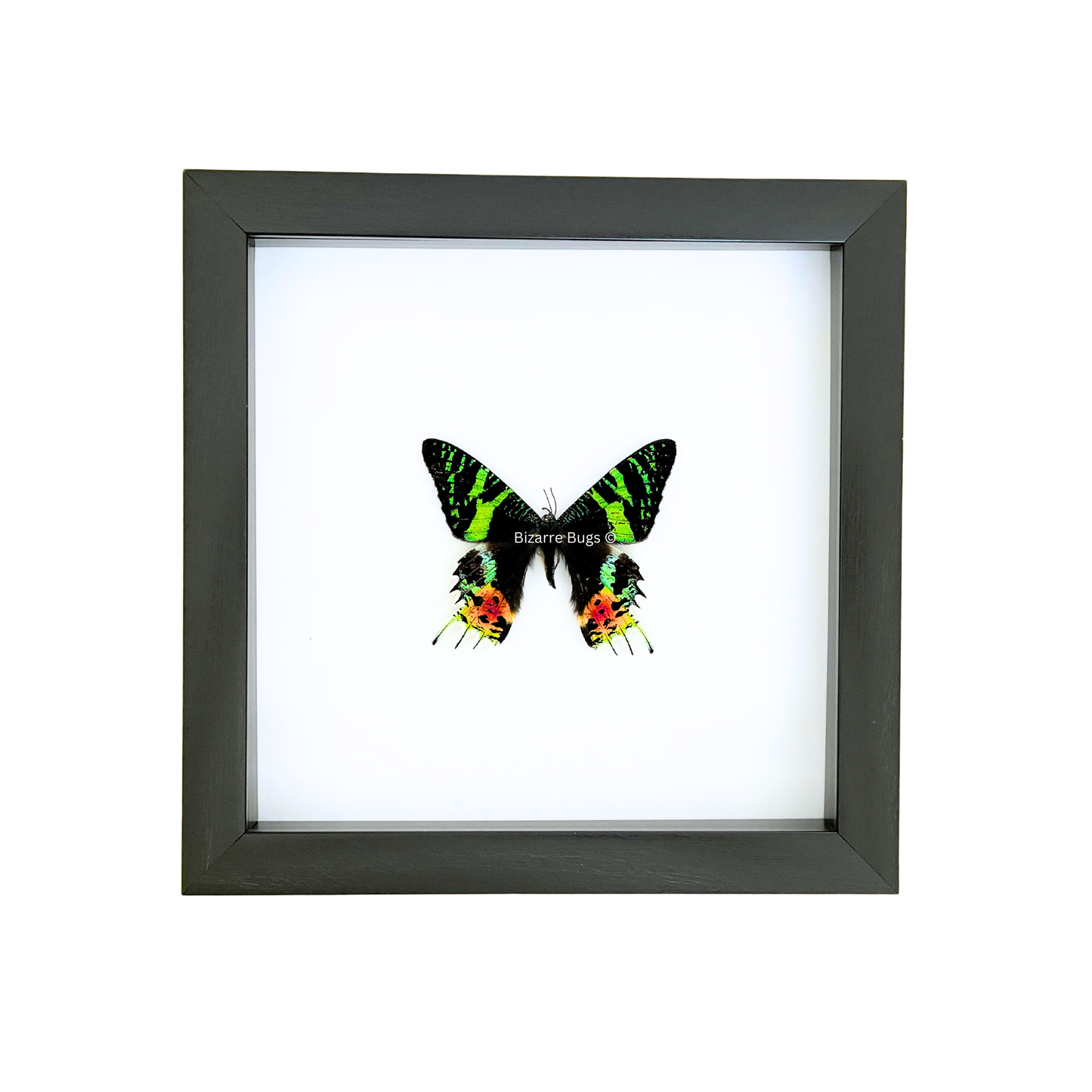 Sunset Moth Urania ripheus Framed Spread Mounted Real Insect Taxidermy Topside