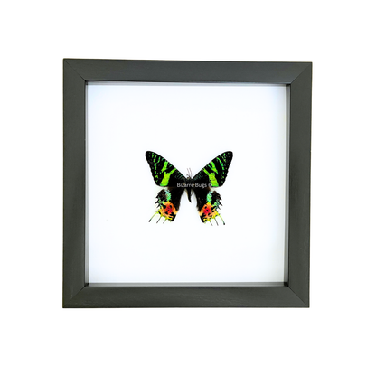 Sunset Moth Urania ripheus Framed Spread Mounted Real Insect Taxidermy Topside