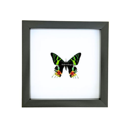 Sunset Moth Urania ripheus Framed Spread Mounted Real Insect Taxidermy Topside