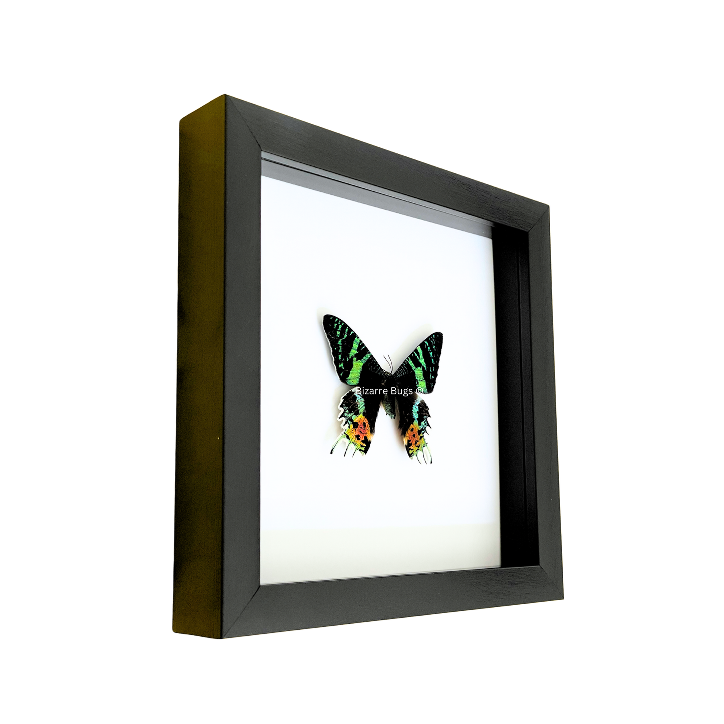 Sunset Moth Urania ripheus Framed Spread Mounted Real Insect Taxidermy Topside