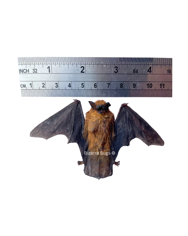Lesser Bamboo or Lesser Flat-Headed Bat Tylonycteris pachypus Half Spread Real Preserved Taxidermy