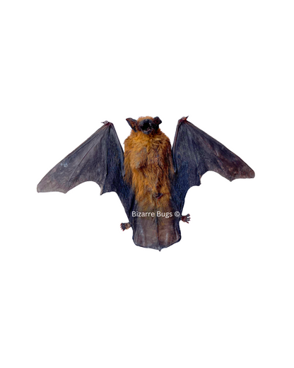Lesser Bamboo or Lesser Flat-Headed Bat Tylonycteris pachypus Half Spread Real Preserved Taxidermy