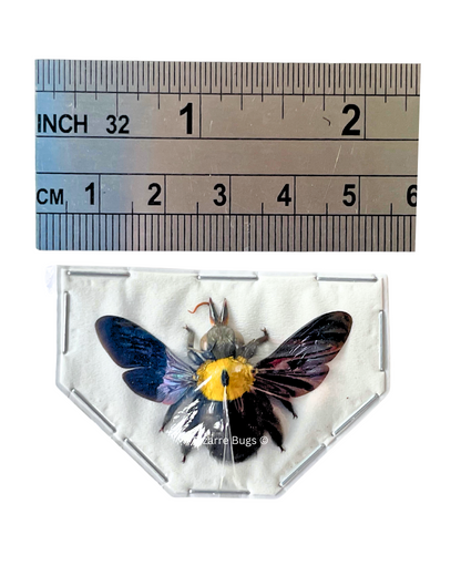 Yellow Carpenter Bee Xylocopa aestuans Female Spread Real Insect Taxidermy