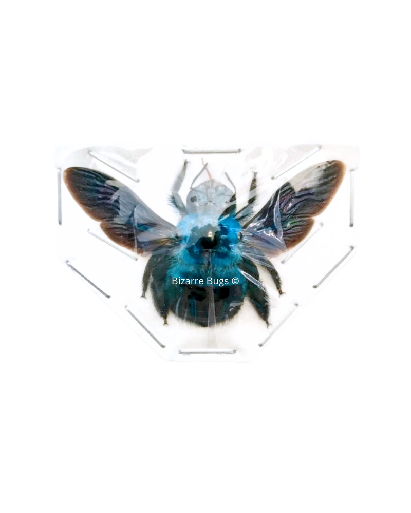 Blue Carpenter Bee Xylocopa caerulea Female Spread Real Insect Taxidermy