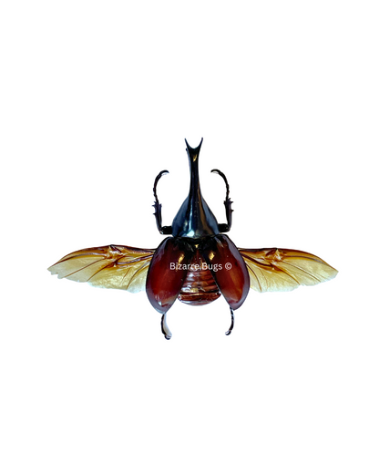 Rhinoceros Beetle Xylotrupes gideon Male Spread Real Insect Taxidermy