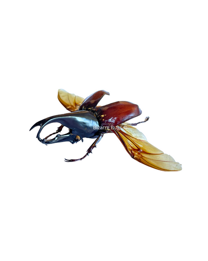 Rhinoceros Beetle Xylotrupes gideon Male Spread Real Insect Taxidermy