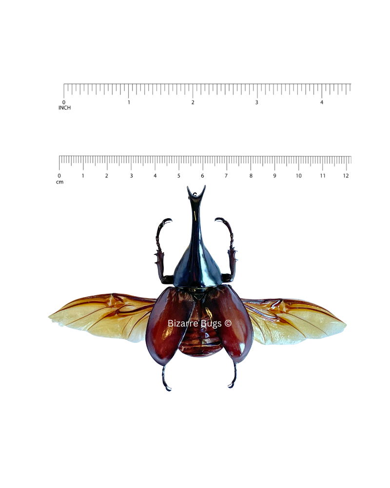 Rhinoceros Beetle Xylotrupes gideon Male Spread Real Insect Taxidermy