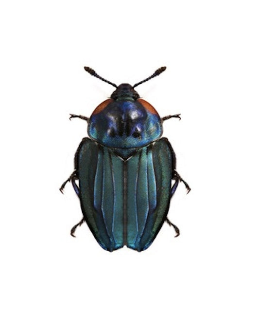 Carrion Burying Beetle Necrophila renatae Real Insect Taxidermy 10 Pack or Single