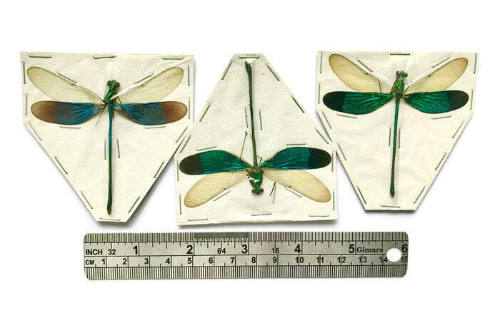 Stream Glory Damselfly Neurobasis chinensis Spread Male Real Insect Taxidermy