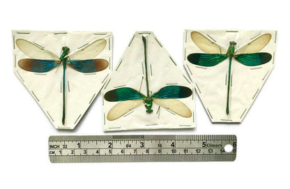 Stream Glory Damselfly Neurobasis chinensis Spread Male Real Insect Taxidermy
