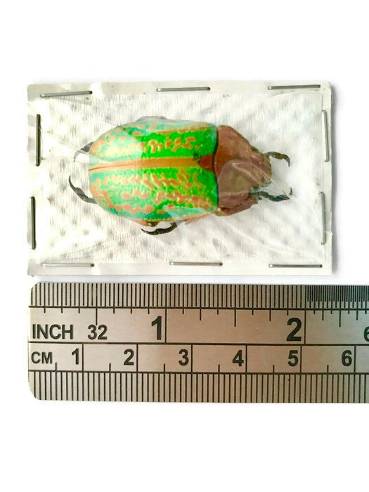 Jewel Scarab Beetle Plusiotis victorina Real Insect Taxidermy