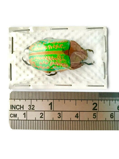 Jewel Scarab Beetle Plusiotis victorina Real Insect Taxidermy