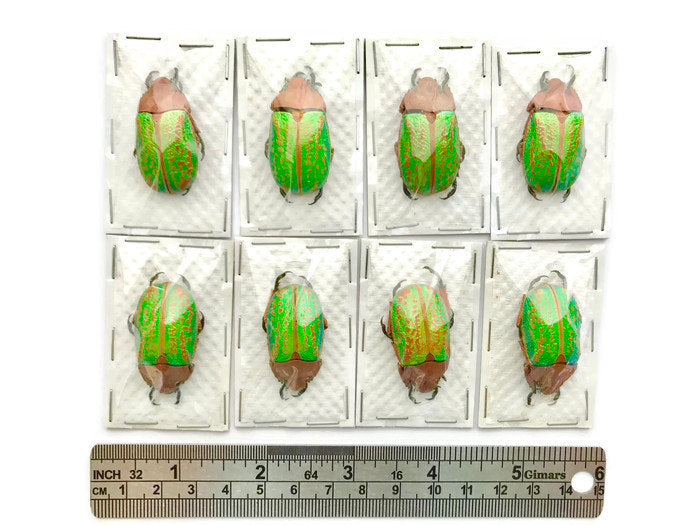 Jewel Scarab Beetle Plusiotis victorina Real Insect Taxidermy
