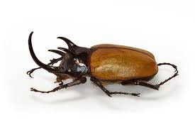 Five-Horned Rhinoceros Beetle Eupatorus gracilicornis Male Real Insect