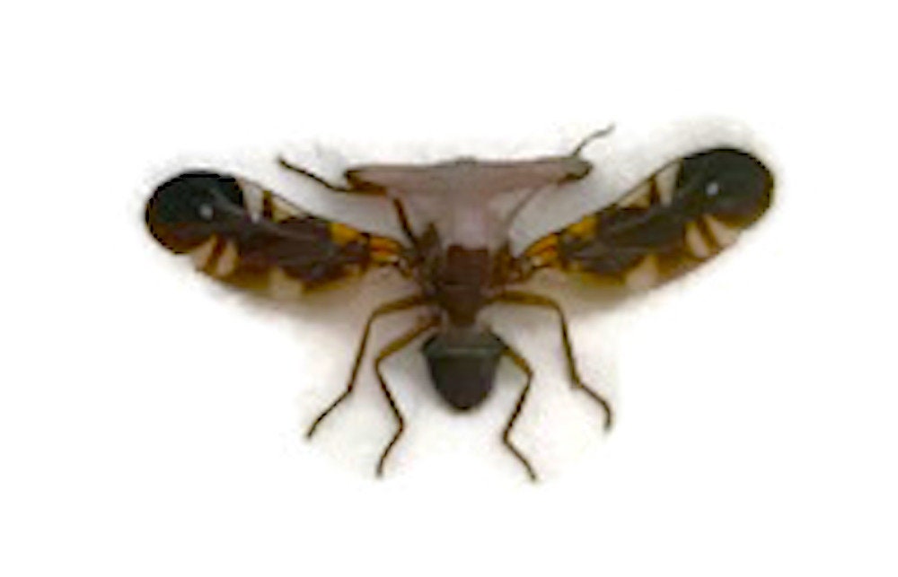 Stalk-eyed Fly Diopsidae sp 2 Spread Large Male Real Insect Taxidermy