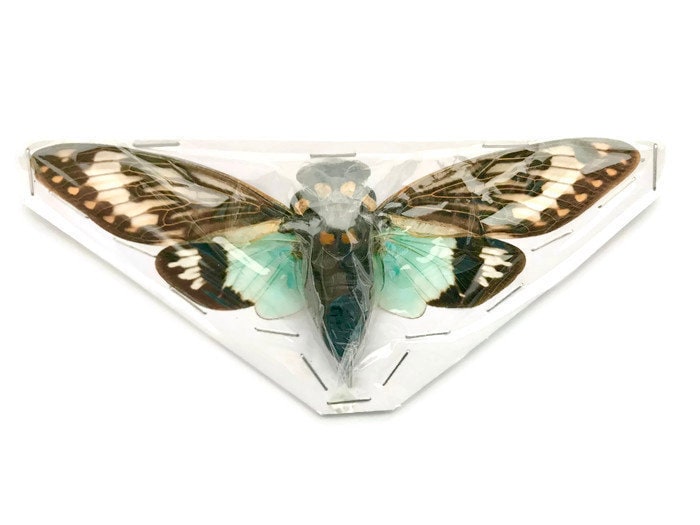 Cicada Tosena splendida Real Insect Spread Taxidermy