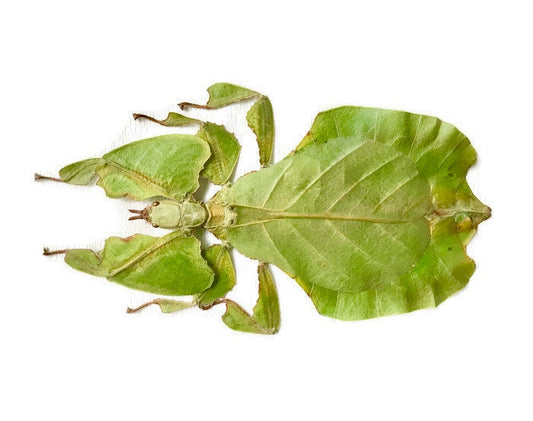 Leaf Insect Phyllium bioculatum pulchrifolium Green Female Real Insect Taxidermy
