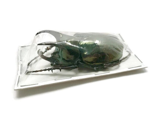 Atlas Beetle Chalcosoma atlas keyboh Male Real Insect Taxidermy
