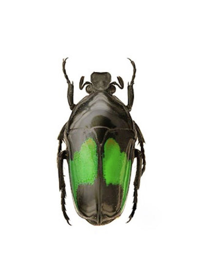 Scarab Flower Beetle Dicheros modestus Real Insect Green