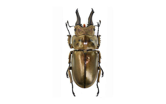 Golden Devil Stag Beetle Allotopus rosenbergi Male Real Insect