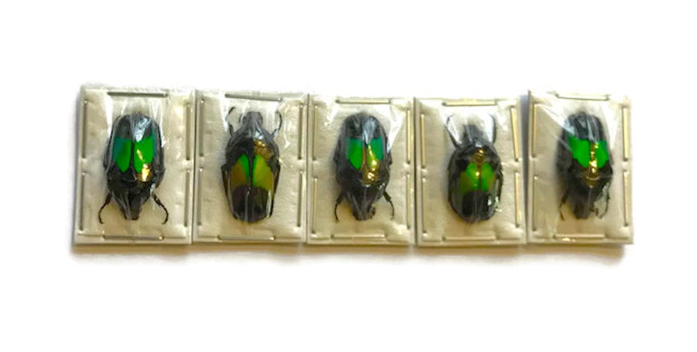Scarab Flower Beetle Dicheros modestus Real Insect Green