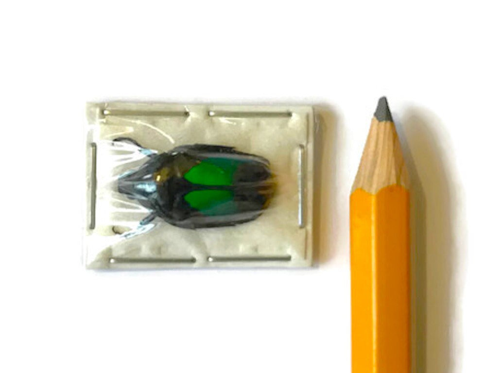 Scarab Flower Beetle Dicheros modestus Real Insect Green